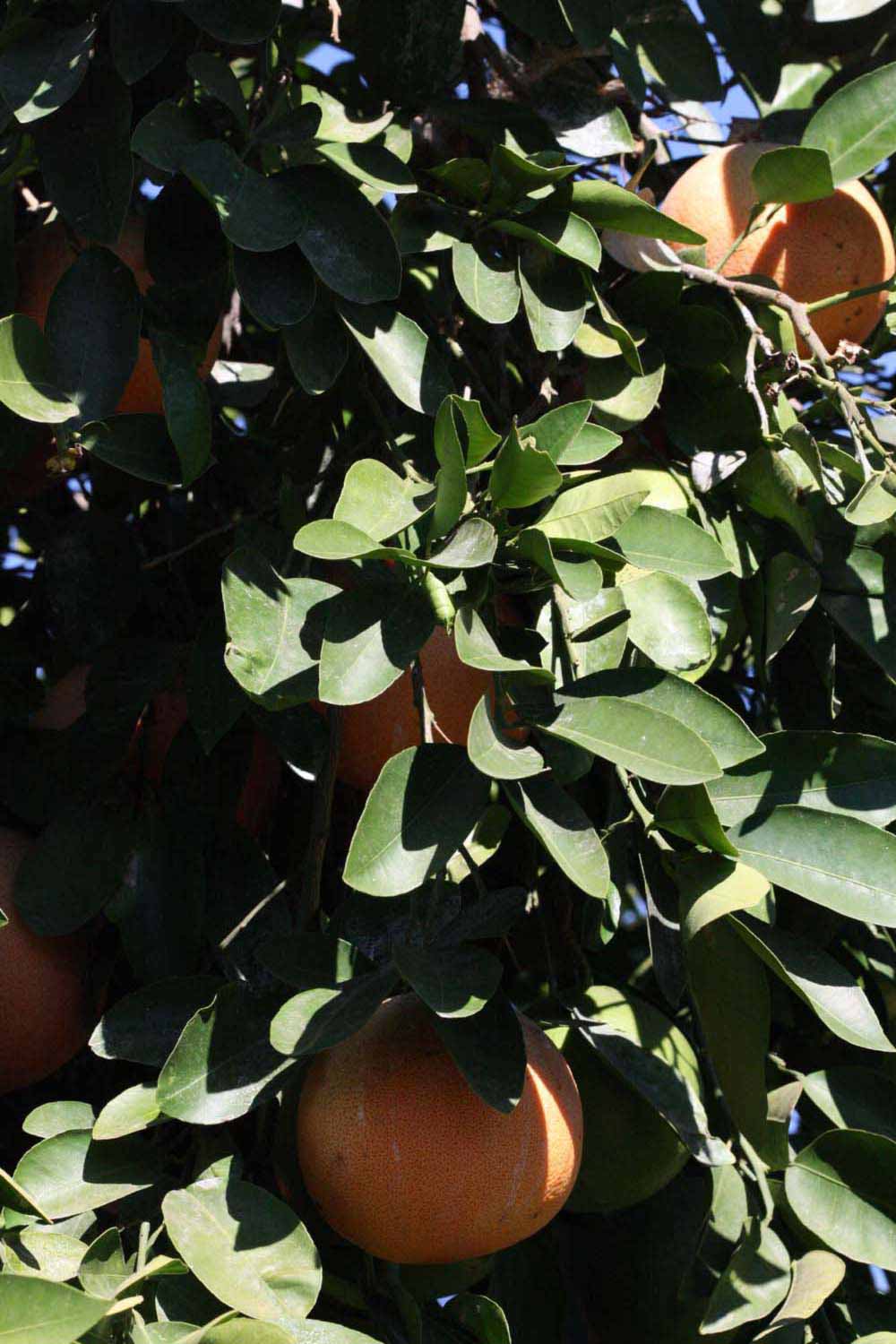              Sun leaves (Riverside, CA)       